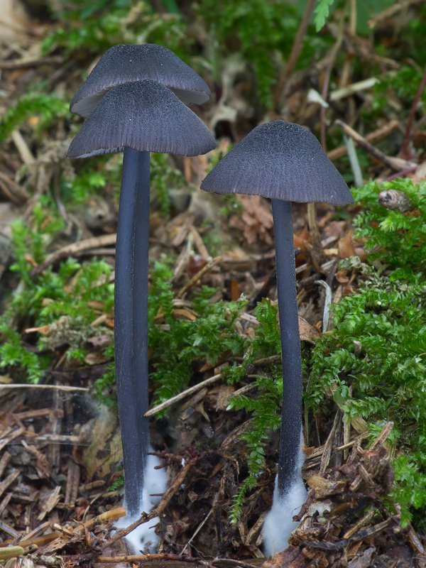 Entoloma chalybaeum